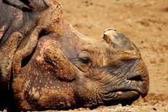 Nashorn beim chillen