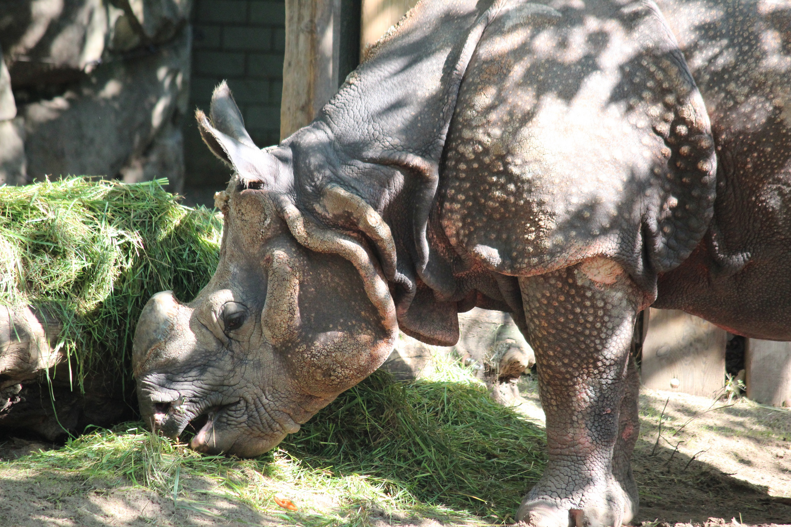 Nashorn beim fressen