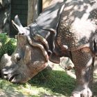 Nashorn beim fressen