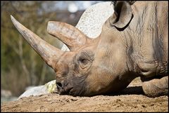 Nashorn beim Sonnen