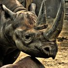 Nashorn - Berliner Zoo