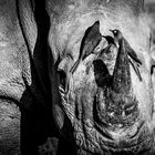 Nashorn Black & White