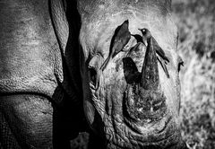 Nashorn Black & White