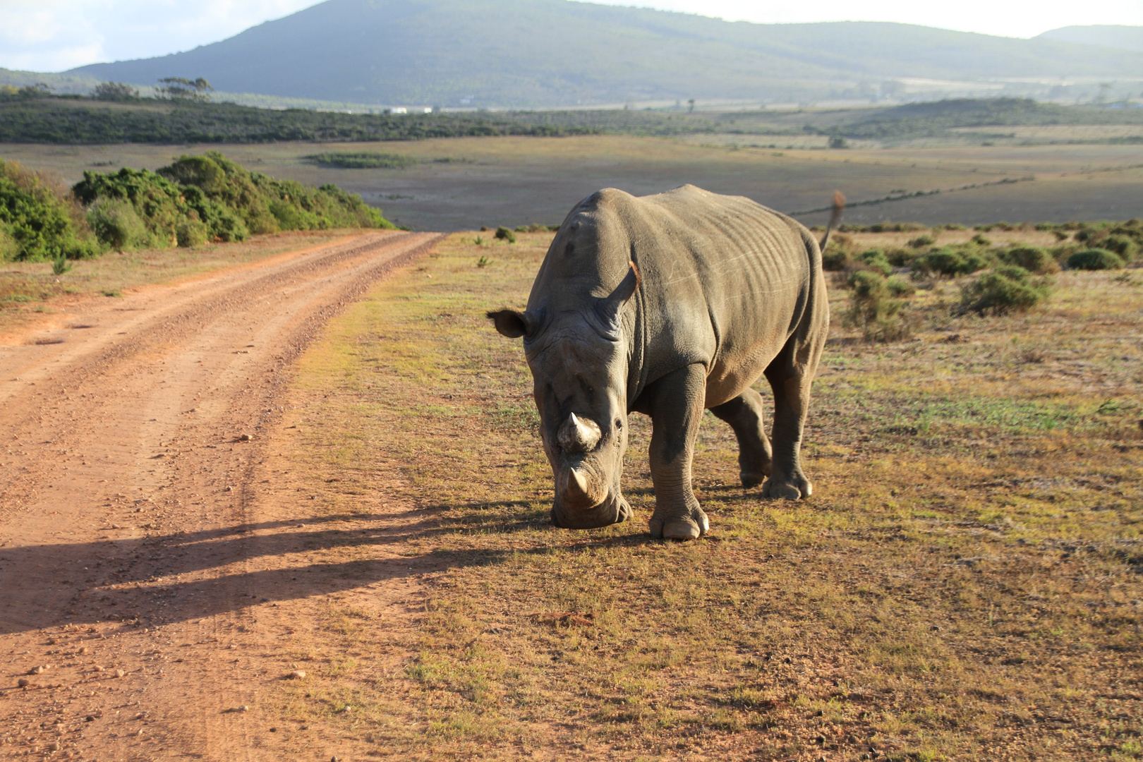 Nashorn - Bulle