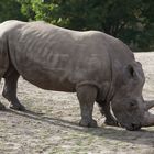 Nashorn 