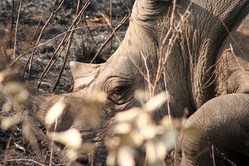 Nashorn