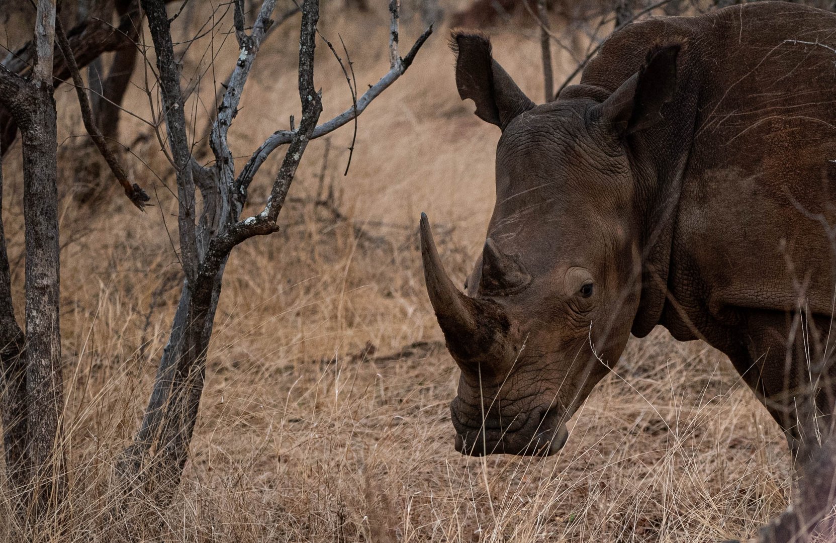 nashorn