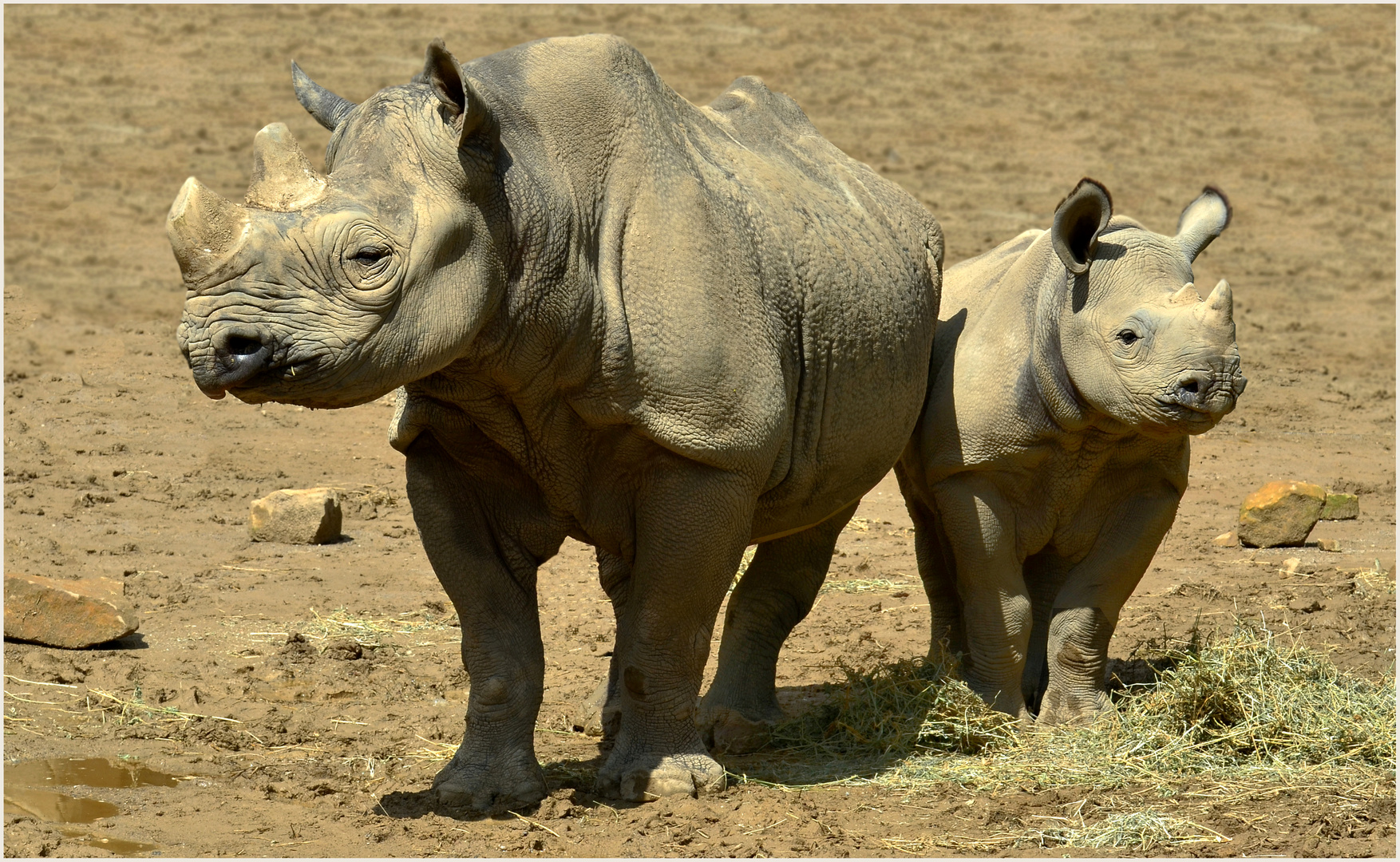 Nashorn-Dame Nane und Tochter Najuma