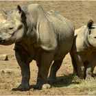 Nashorn-Dame Nane und Tochter Najuma