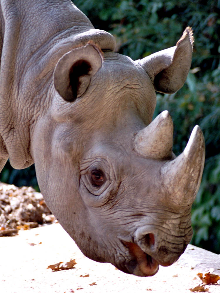 Nashorn Dame Samira (2)