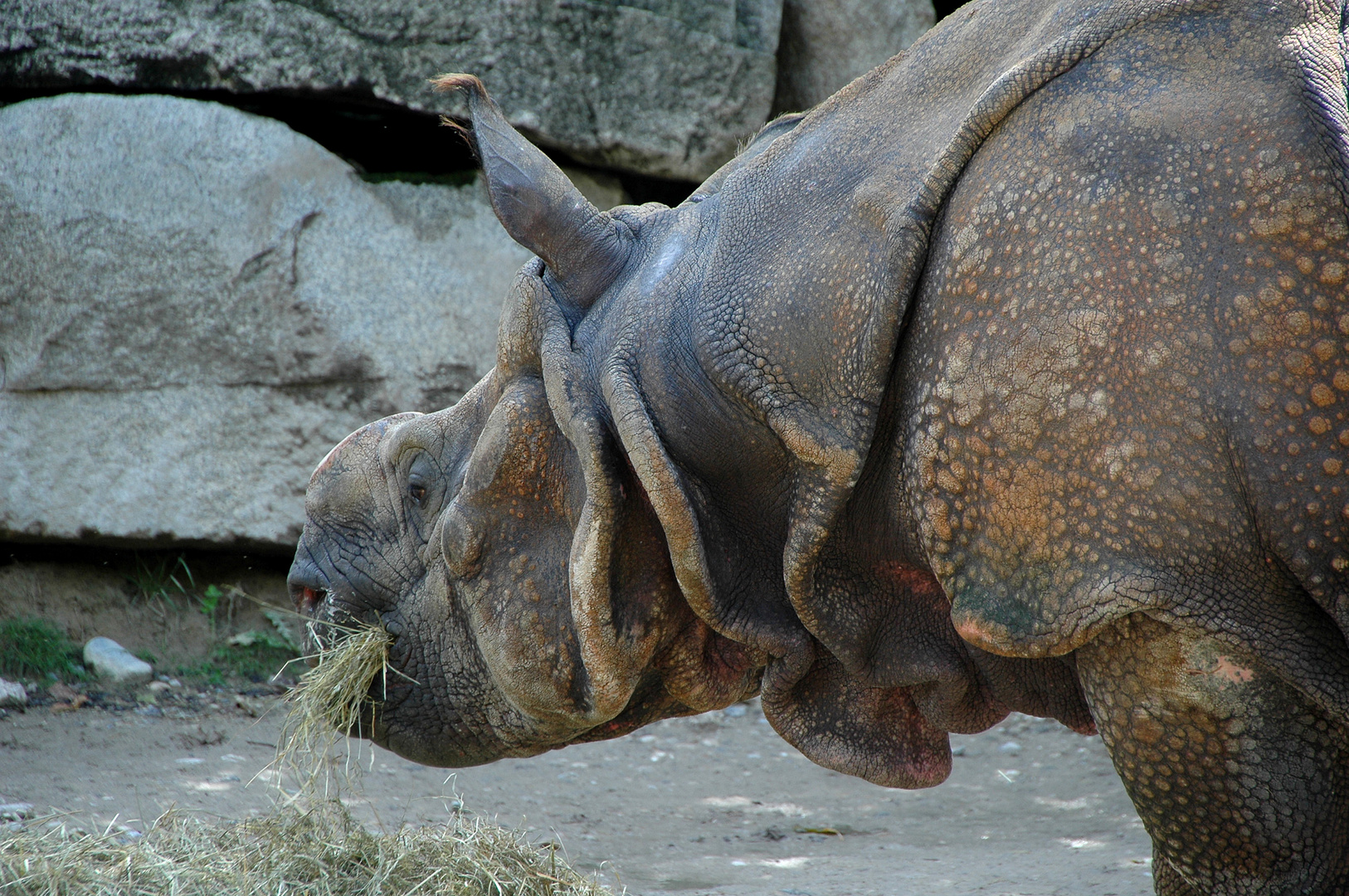 Nashorn