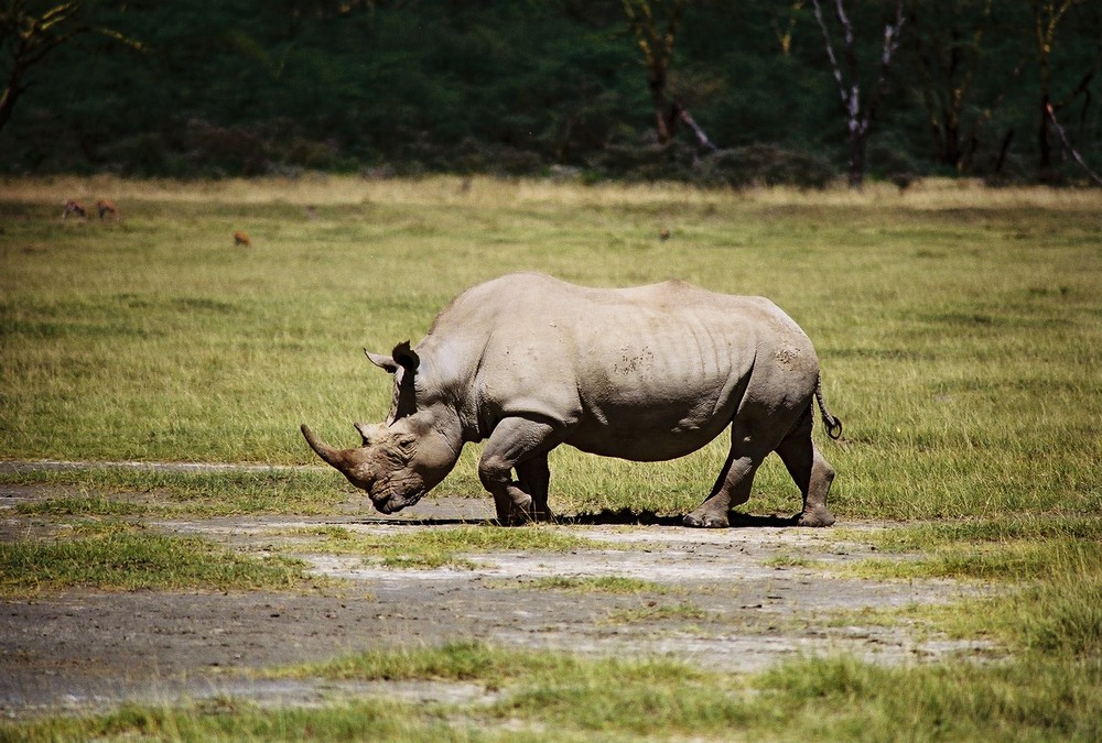 nashorn