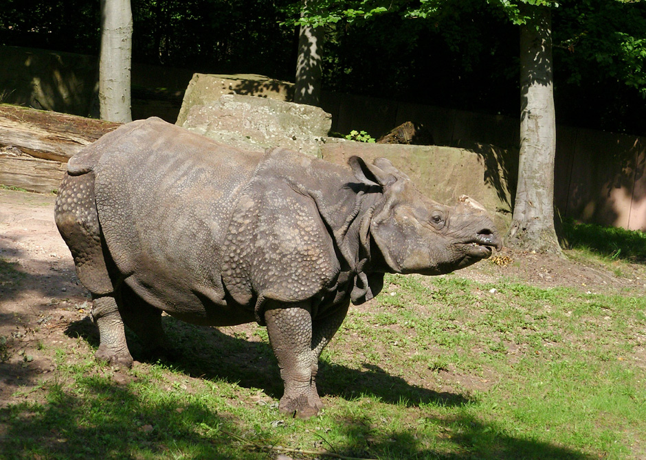 Nashorn