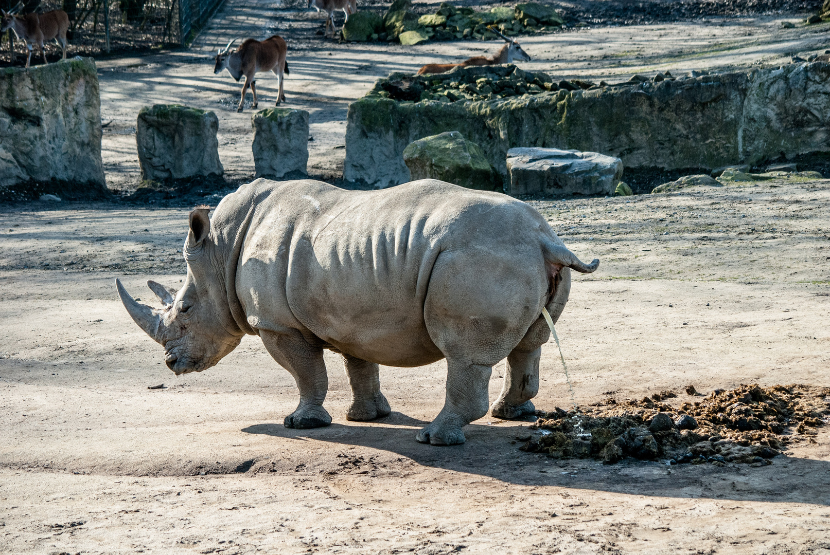 Nashorn