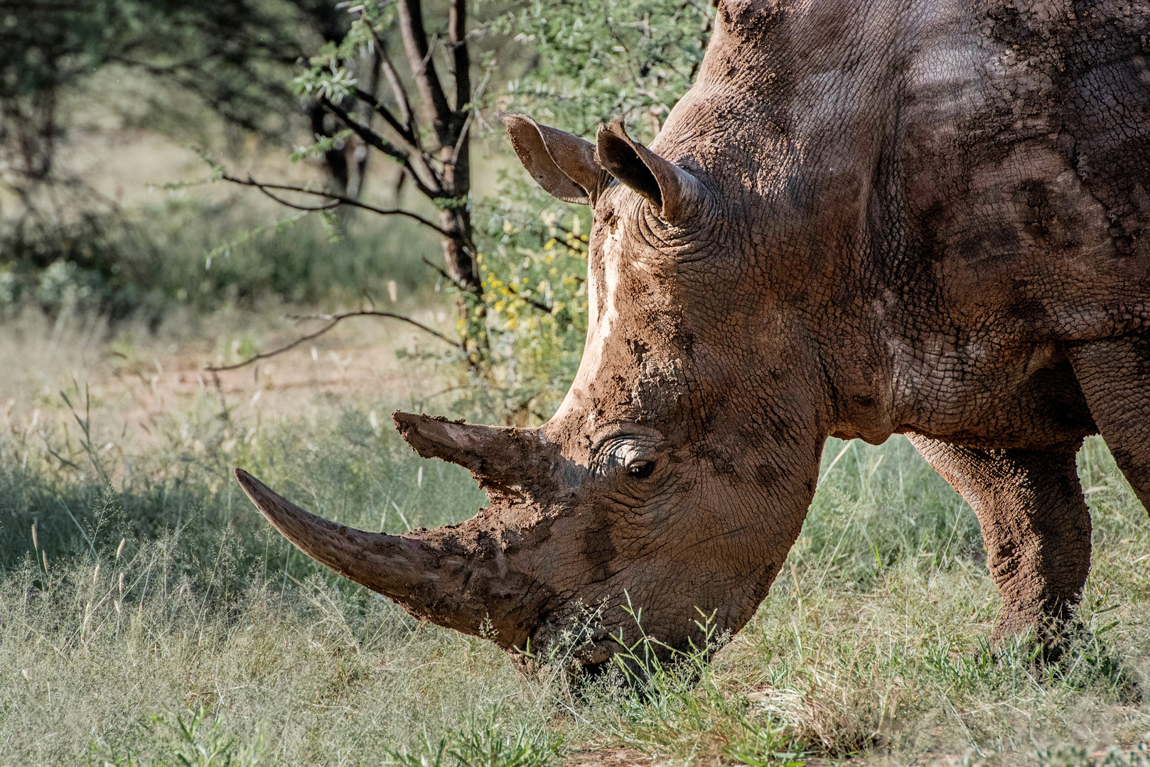 Nashorn