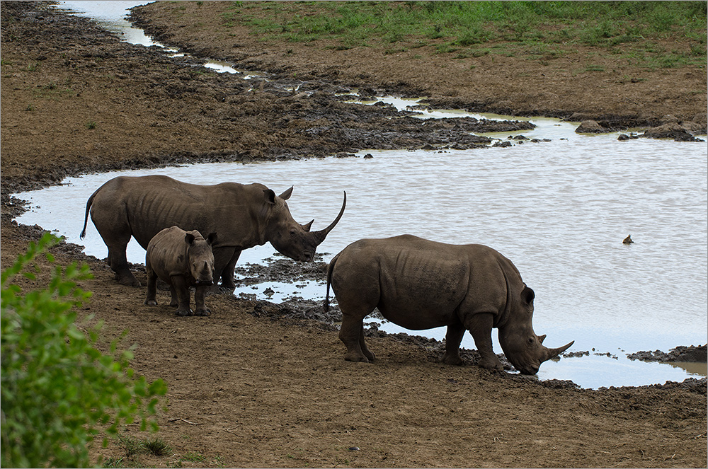 Nashorn-Familie