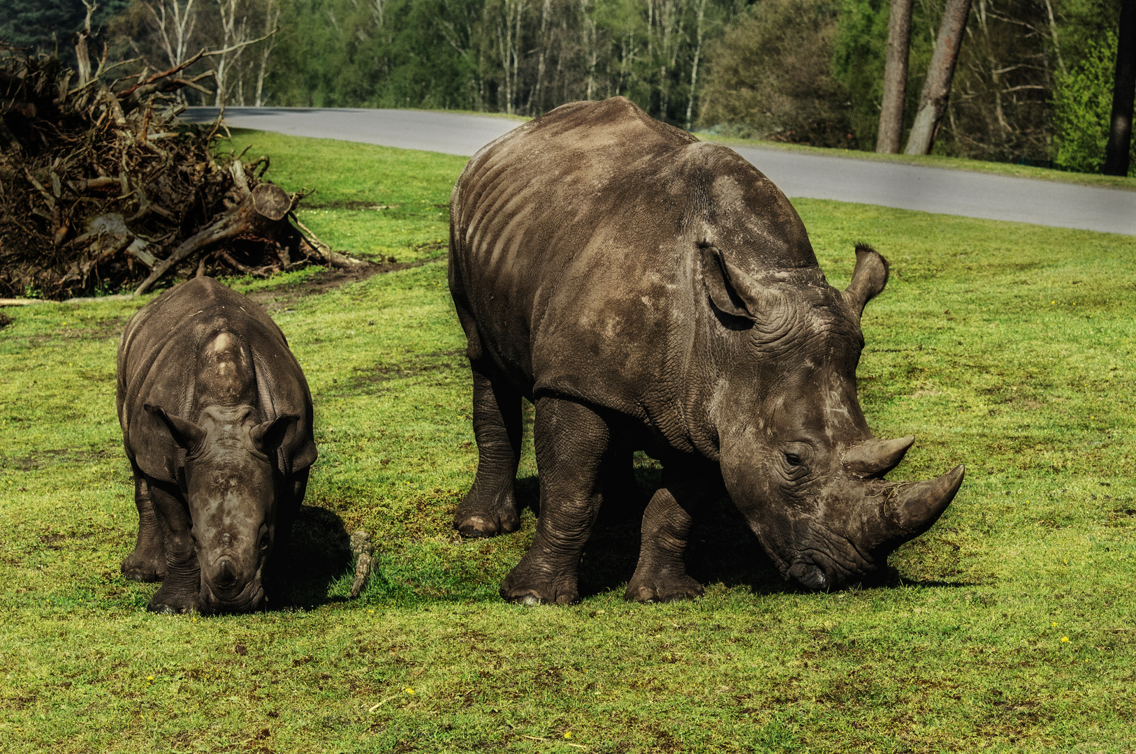 Nashorn Familie