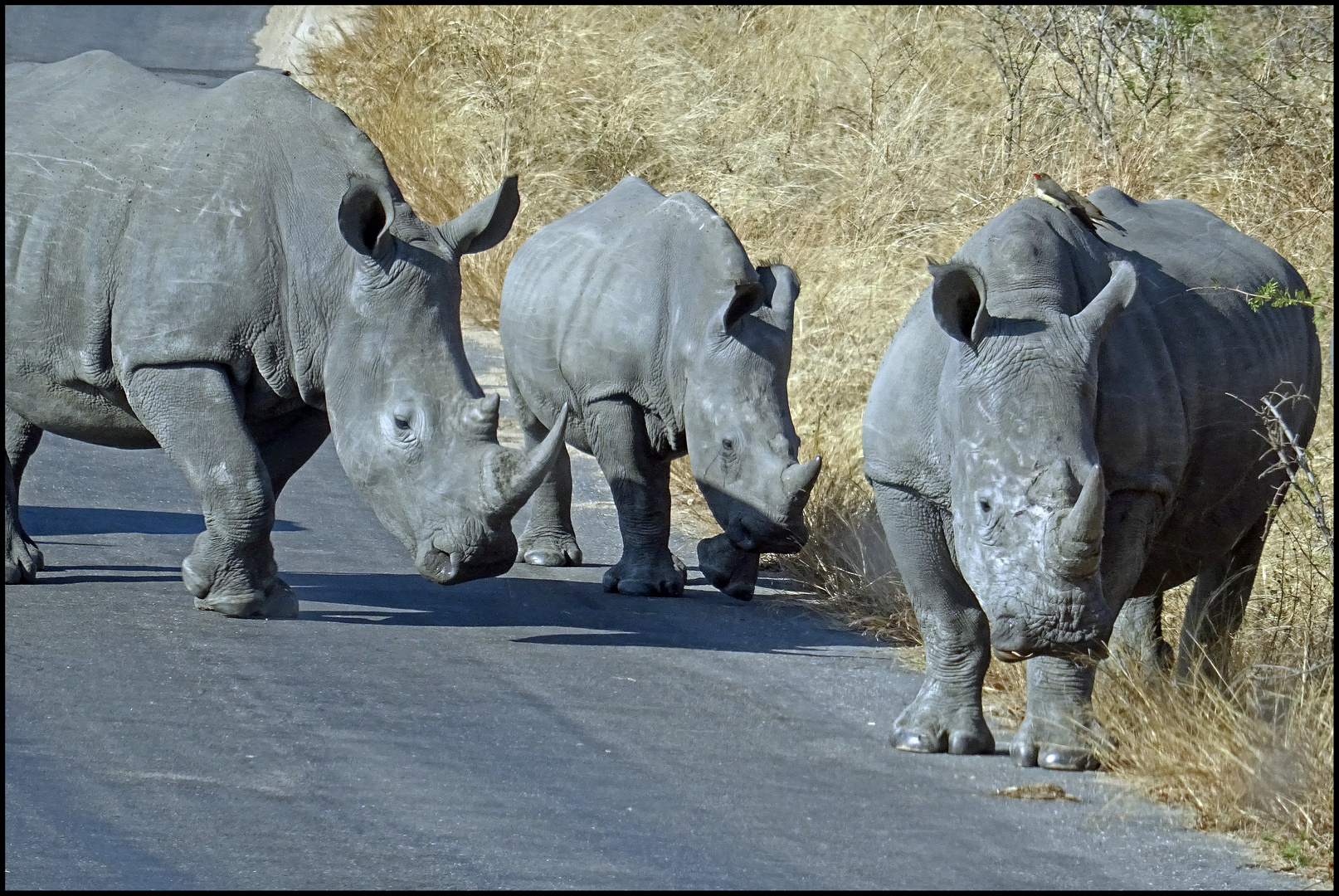 Nashorn-Familie