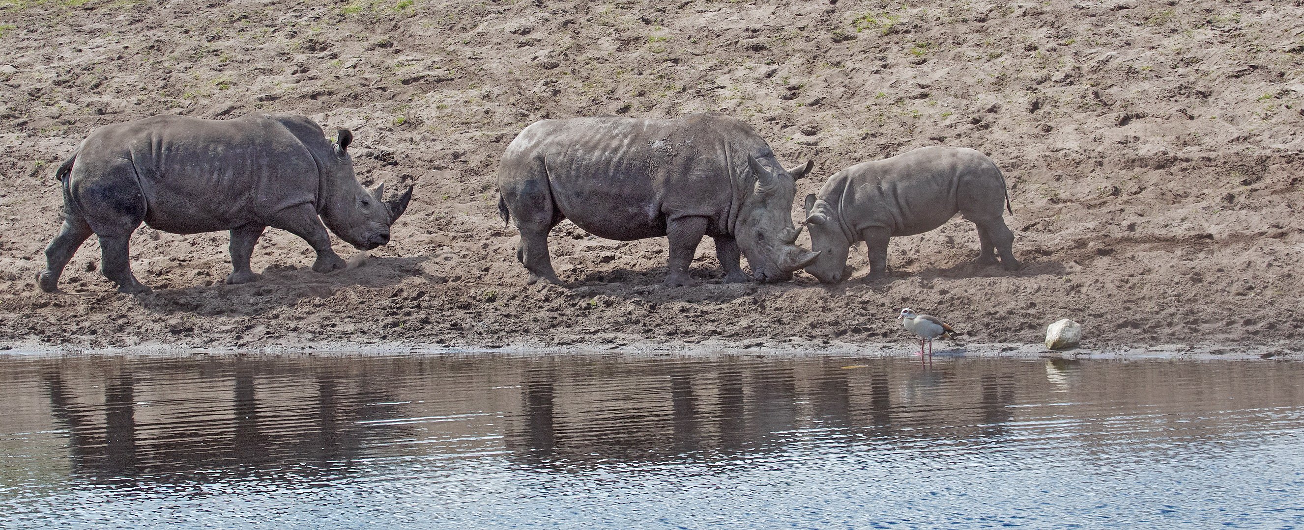 Nashorn-Familie