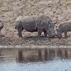 Nashorn-Familie