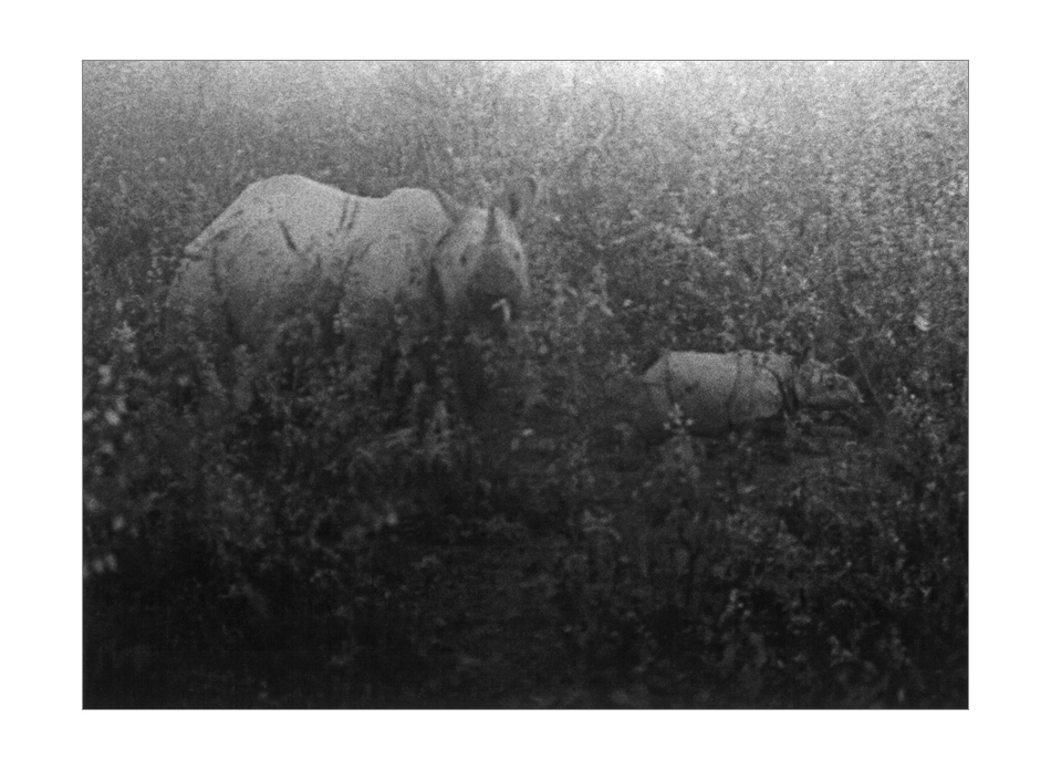 Nashorn Family