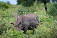 Nashorn – Fast verschwunden