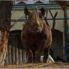 Nashorn - Frankfurter Zoo