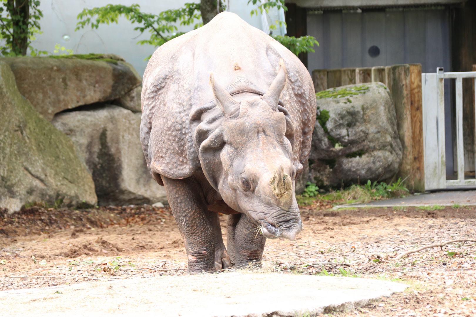 Nashorn Front Foto & Bild | natur, säugetiere Bilder auf fotocommunity