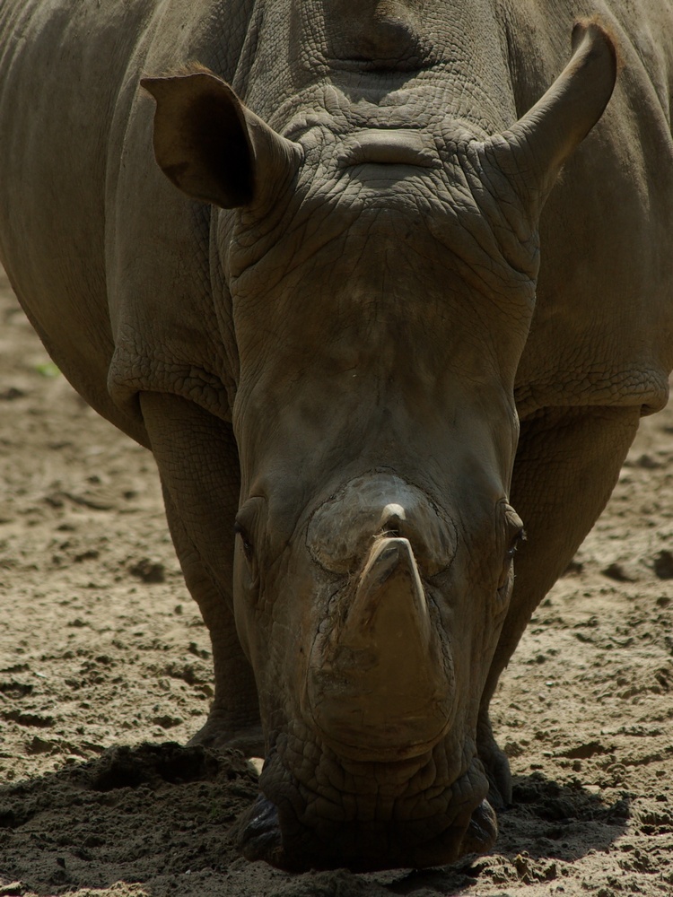 Nashorn frontal