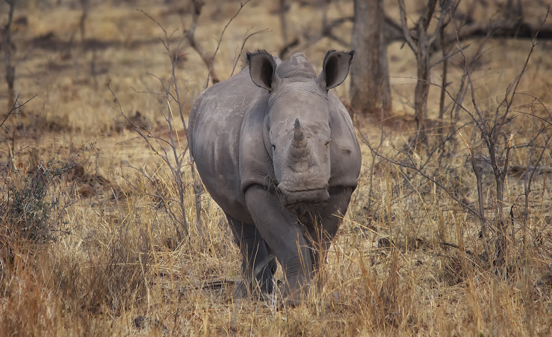 Nashorn frontal