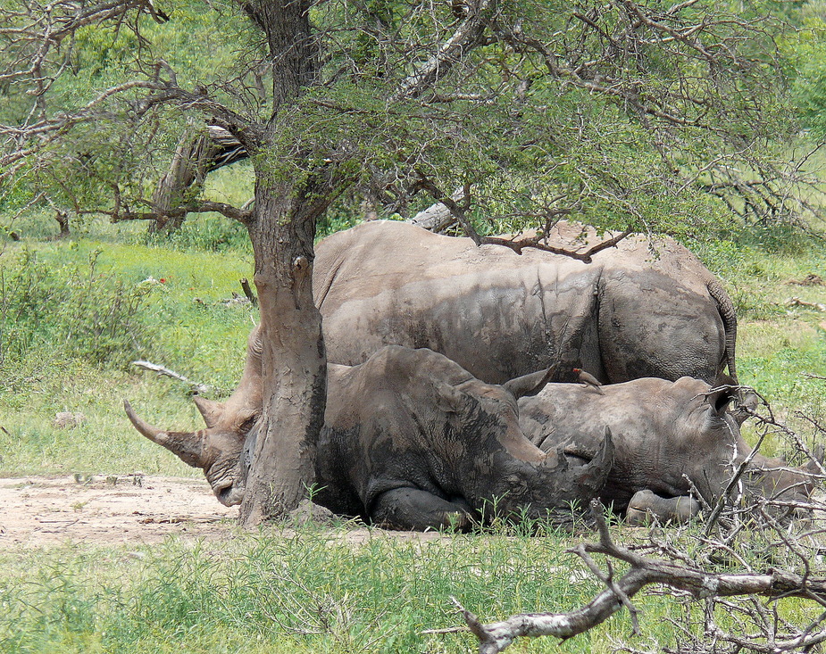 " Nashorn geballt "