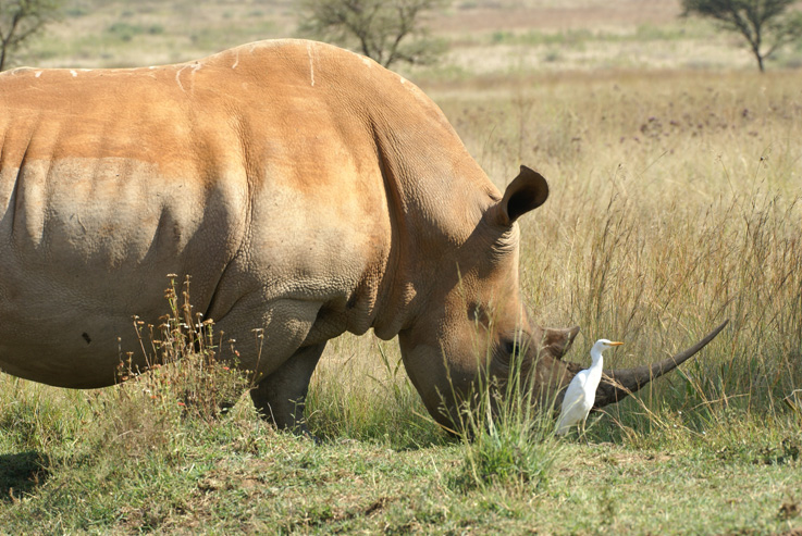 Nashorn - III