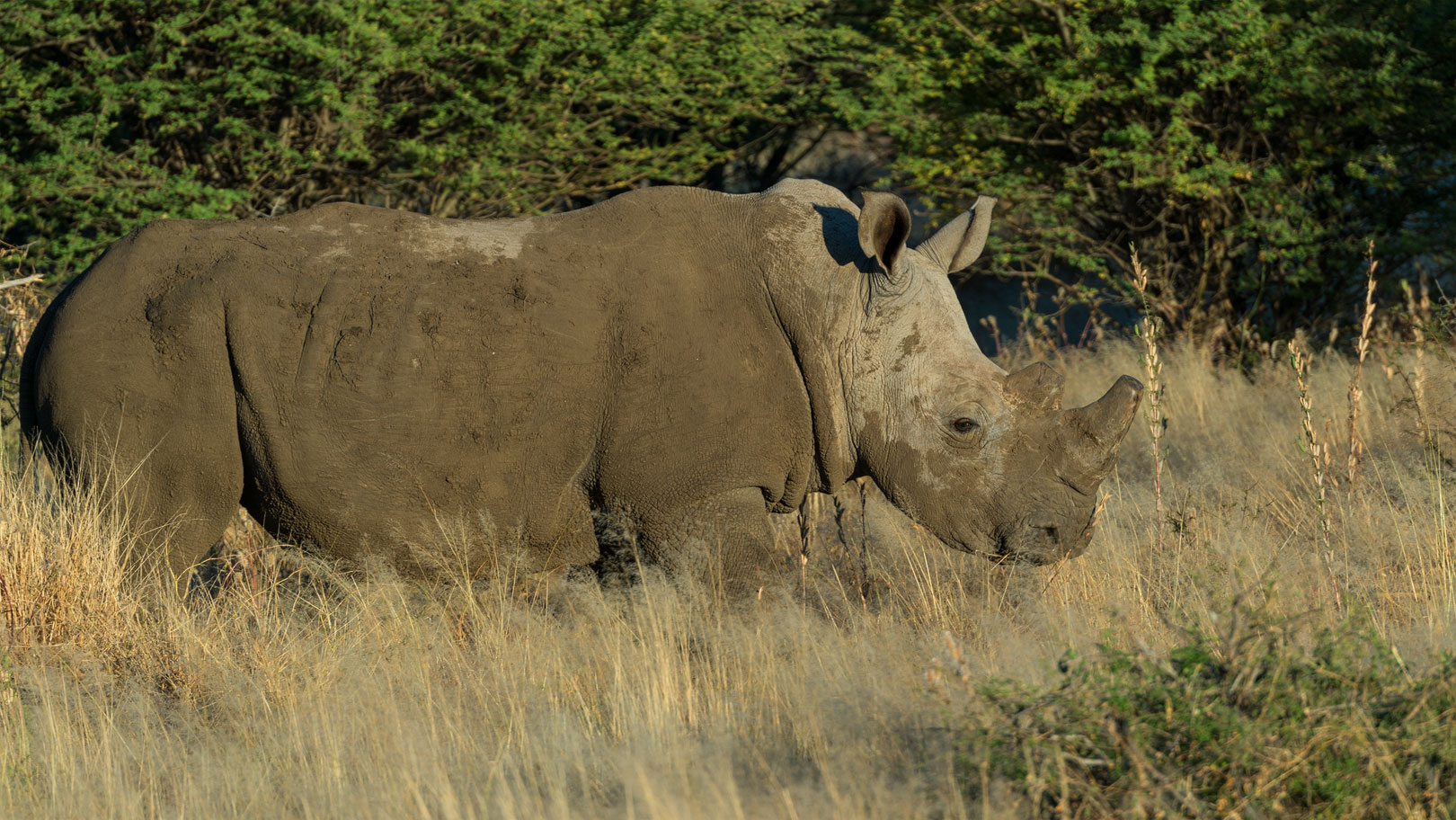 Nashorn im Abendlicht