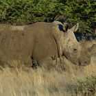 Nashorn im Abendlicht