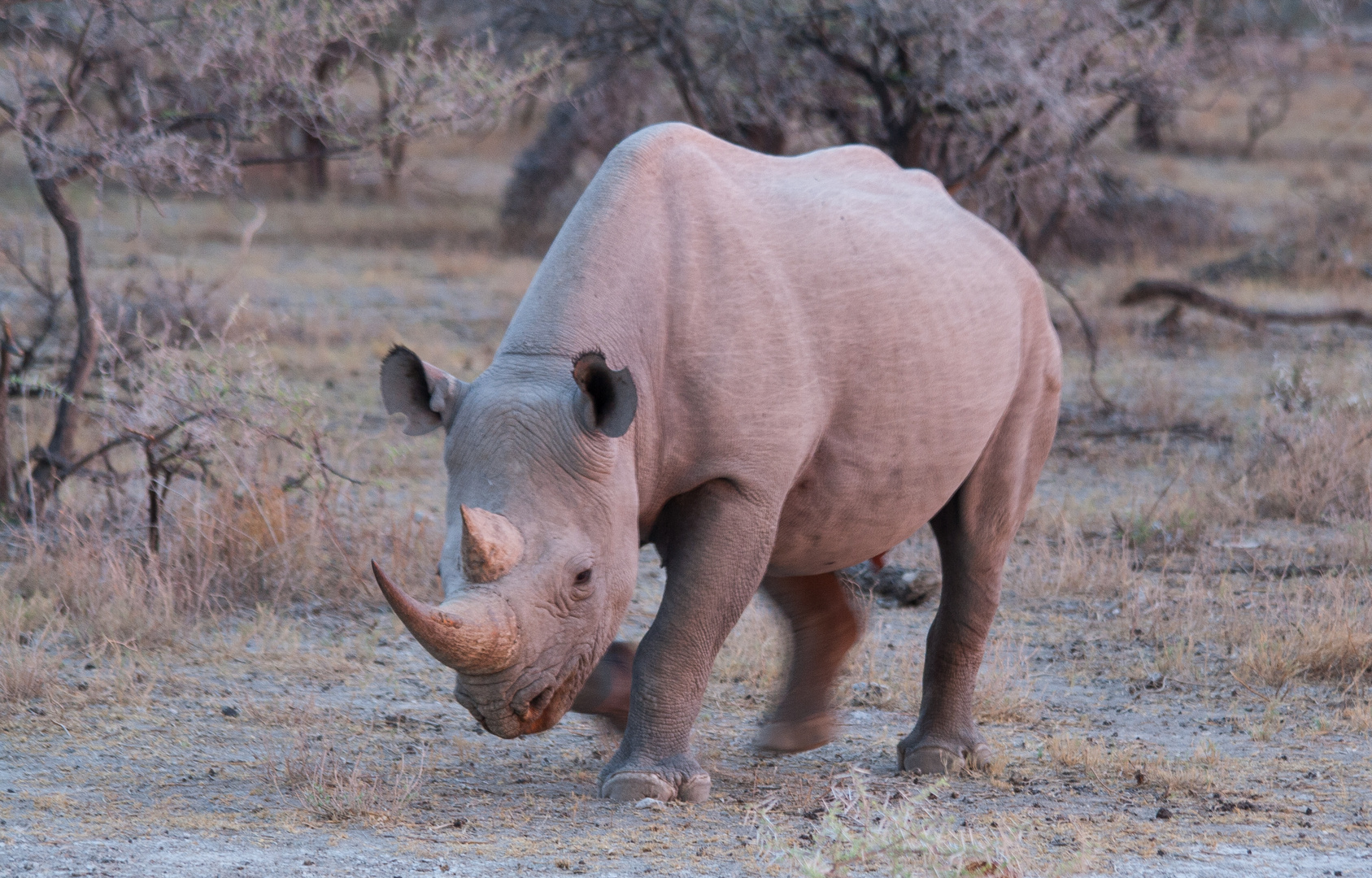 Nashorn im Abendlicht