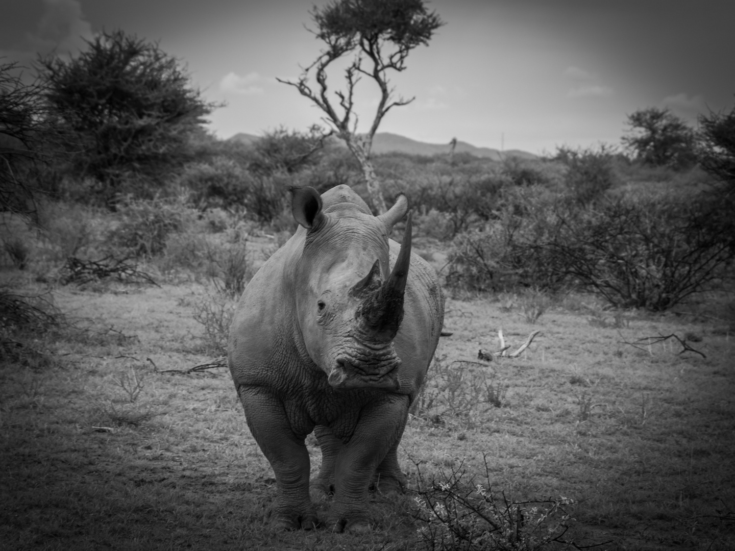 Nashorn im Blick