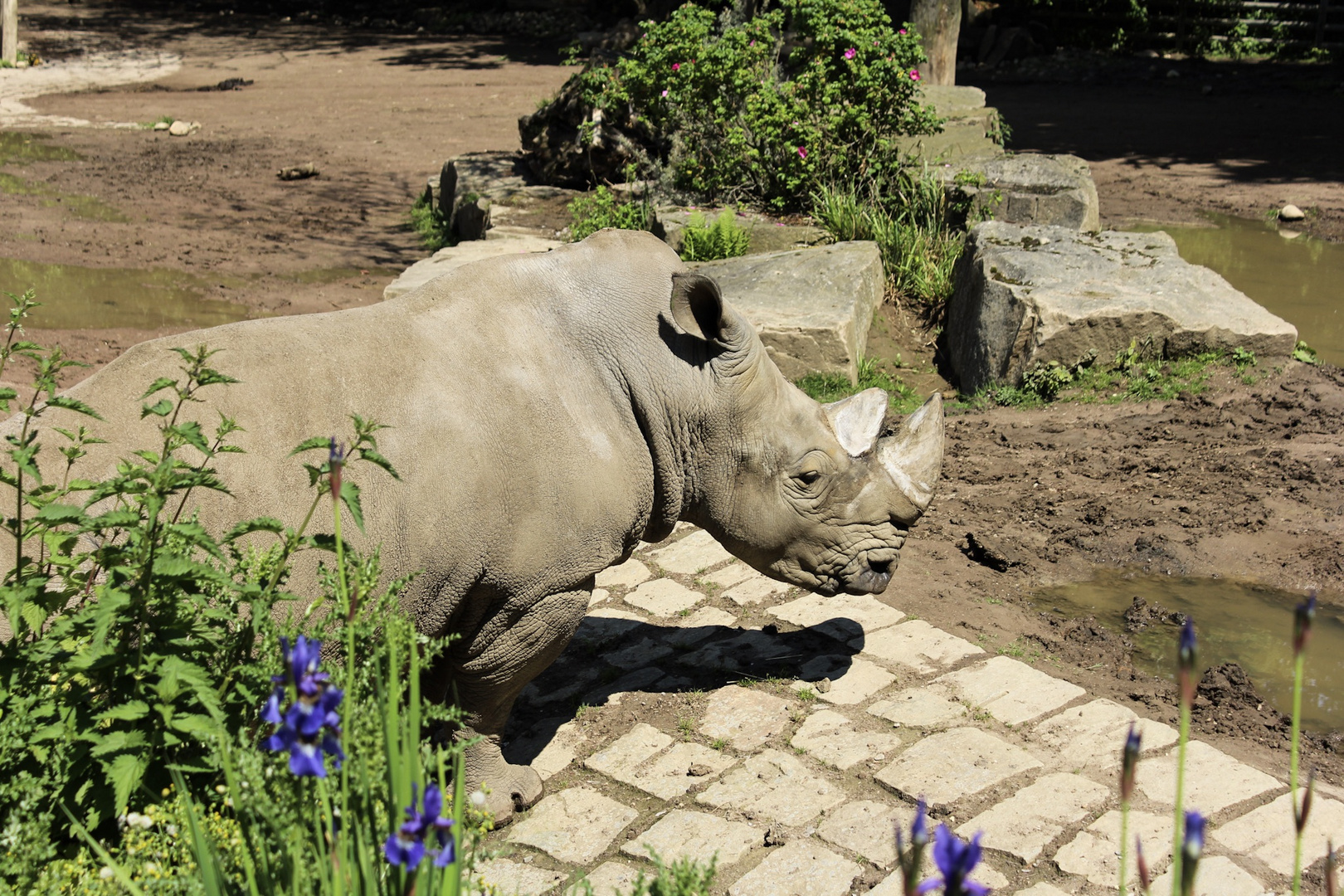 Nashorn im Dortmunder Zoo