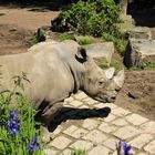 Nashorn im Dortmunder Zoo