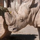 Nashorn im Dortmunder Zoo