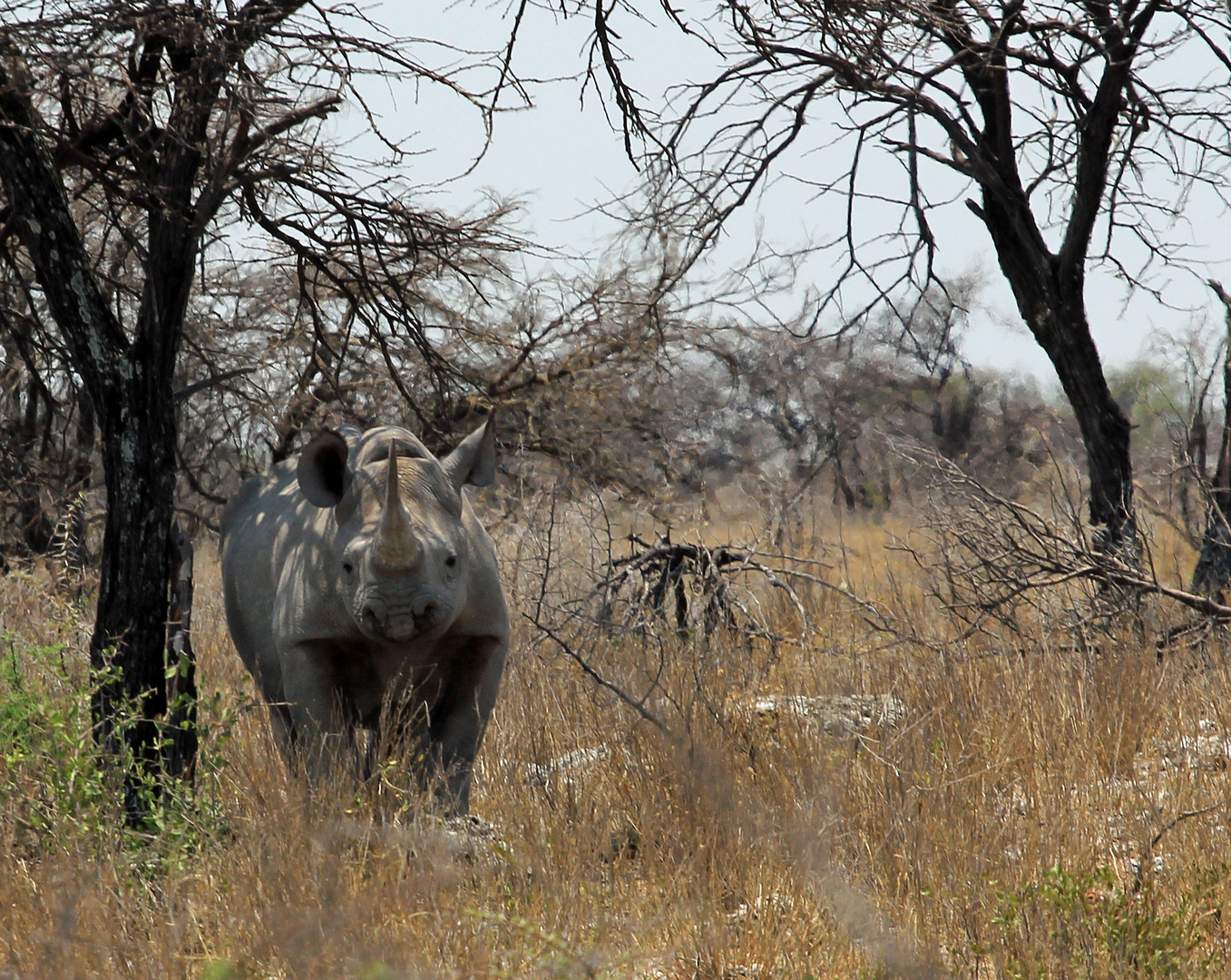 Nashorn im Etosha Nationalpark