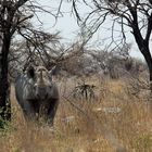 Nashorn im Etosha Nationalpark