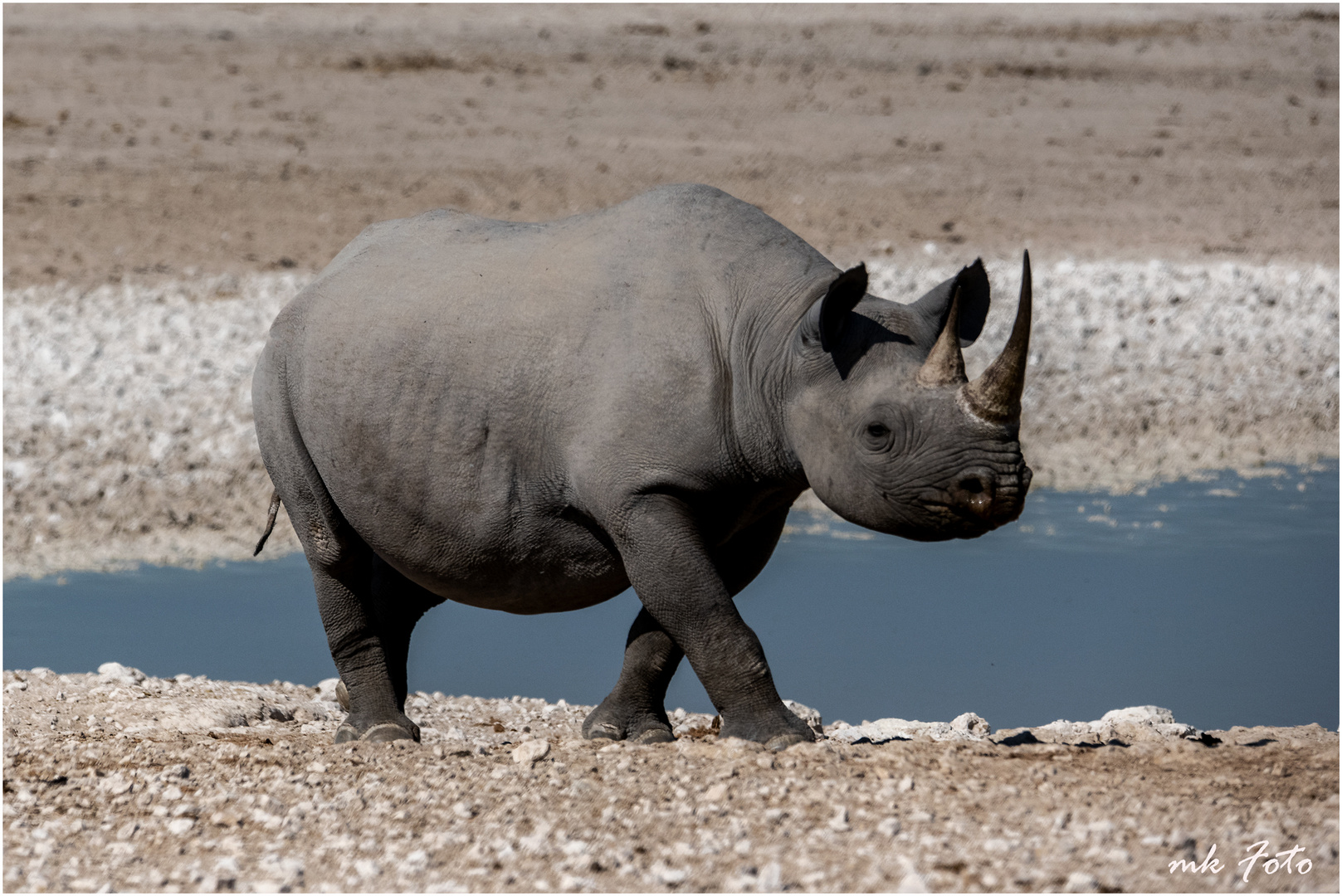 Nashorn im Etosha Nationalpark