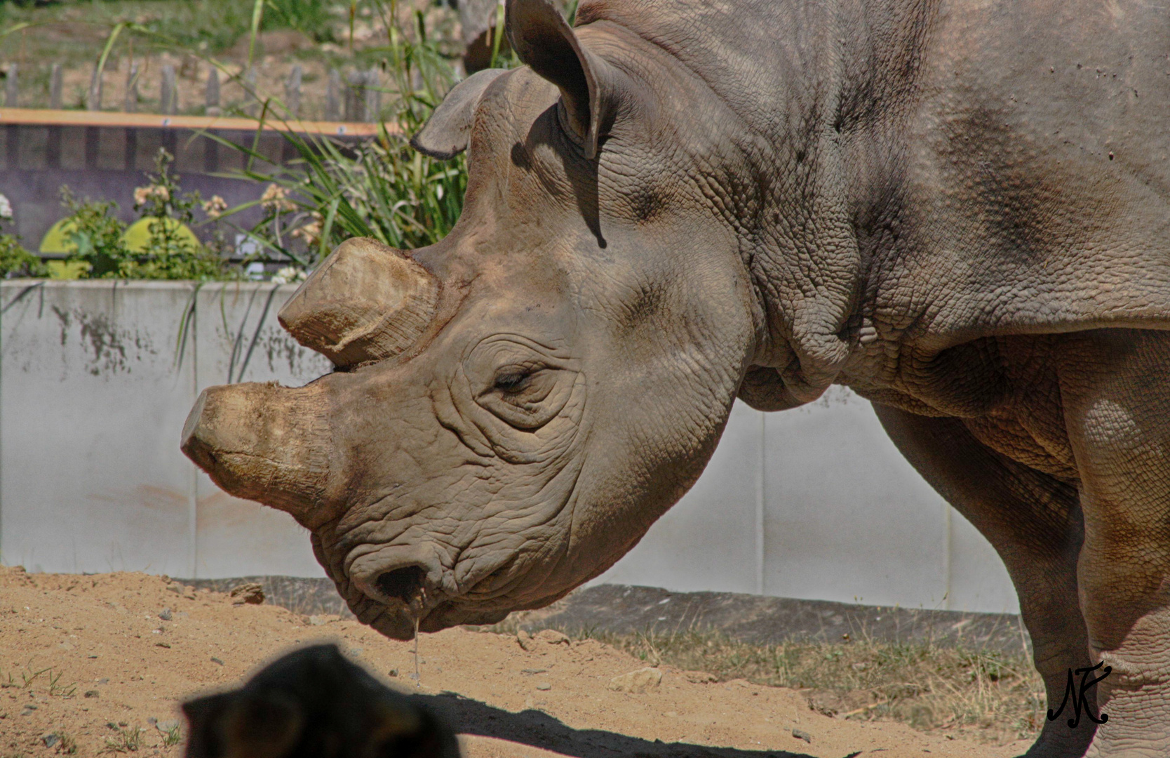 Nashorn im Frankfurter Zoo