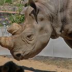 Nashorn im Frankfurter Zoo