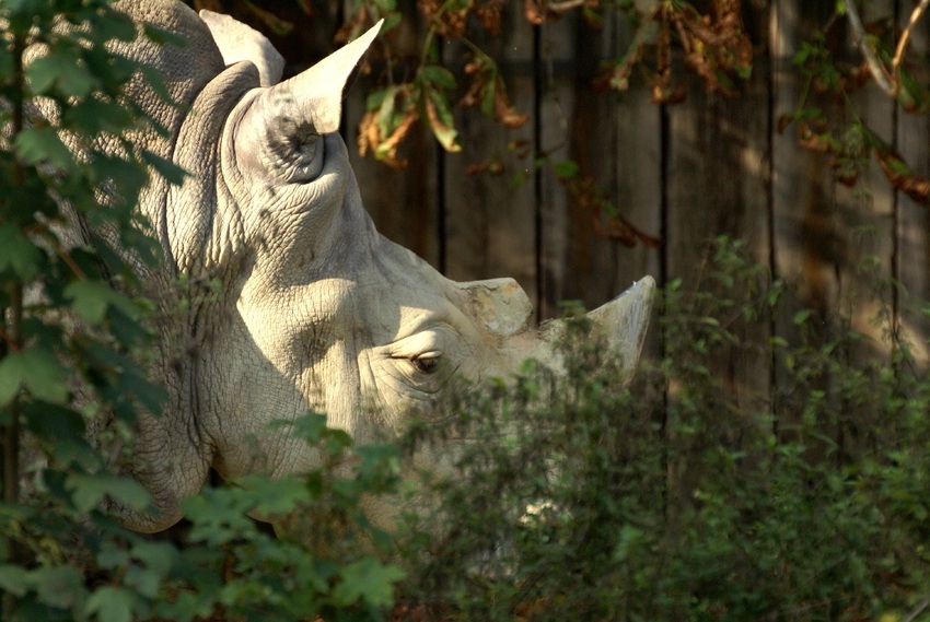 Nashorn im Gebüsch