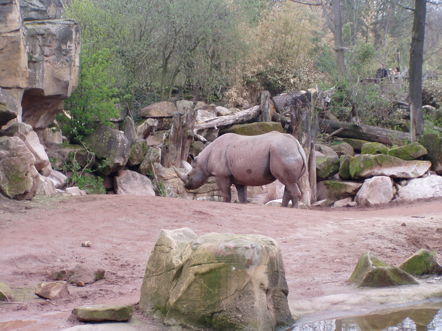 Nashorn im Hannover Zoo 08,04,2012