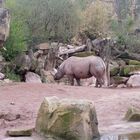 Nashorn im Hannover Zoo 08,04,2012