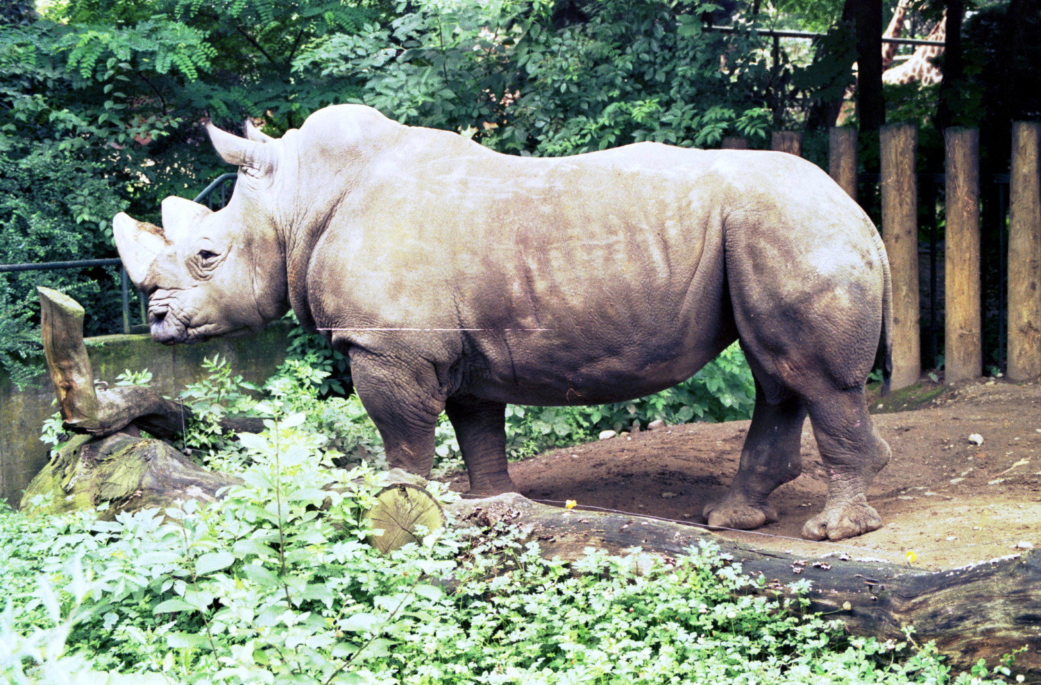 Nashorn im Kölner Zoo (2)