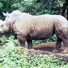 Nashorn im Kölner Zoo (2)