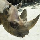 Nashorn im Kölner Zoo